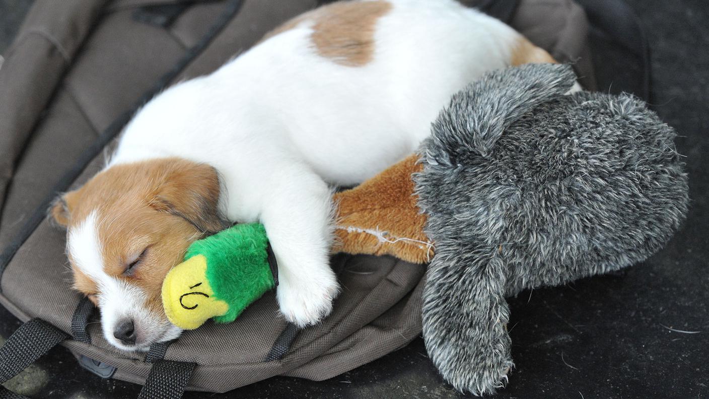 Un cucciolo di Jack Russell Terrier  