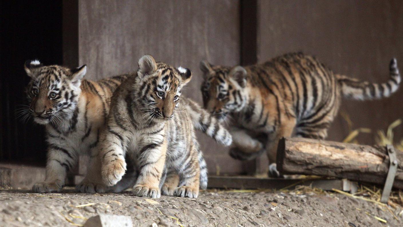Piccoli tigrotti nati nello zoo