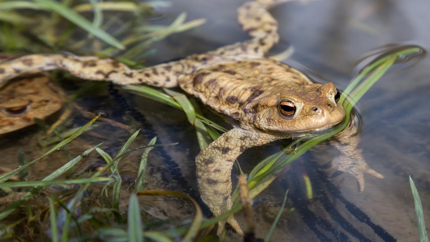 Nuovo habitat di interesse nazionale per i rospi