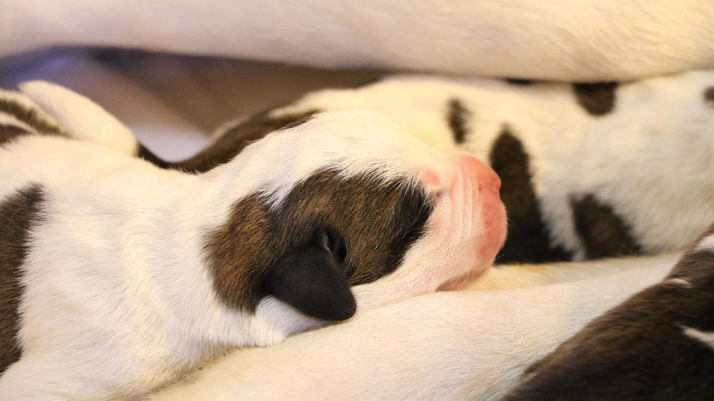Malta ha partorito quattro cagnolini, mentre Nevada otto