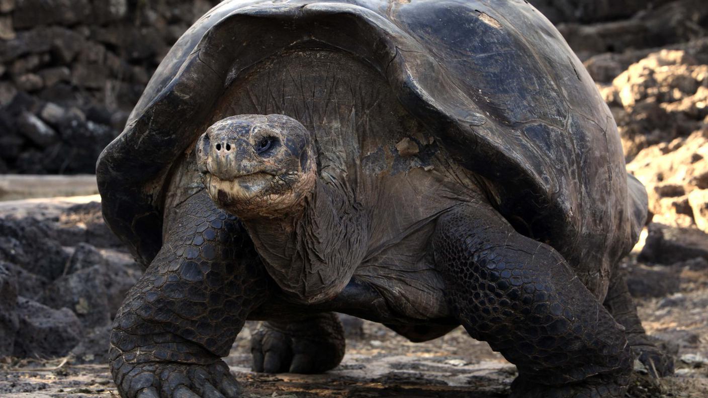 Una specie di tartaruga gigante delle Galapagos sarà riprodotta in cattività