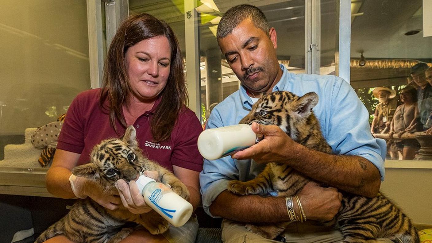 L'ora della pappa per i due cuccioli di tigre al giardino zoologico californiano