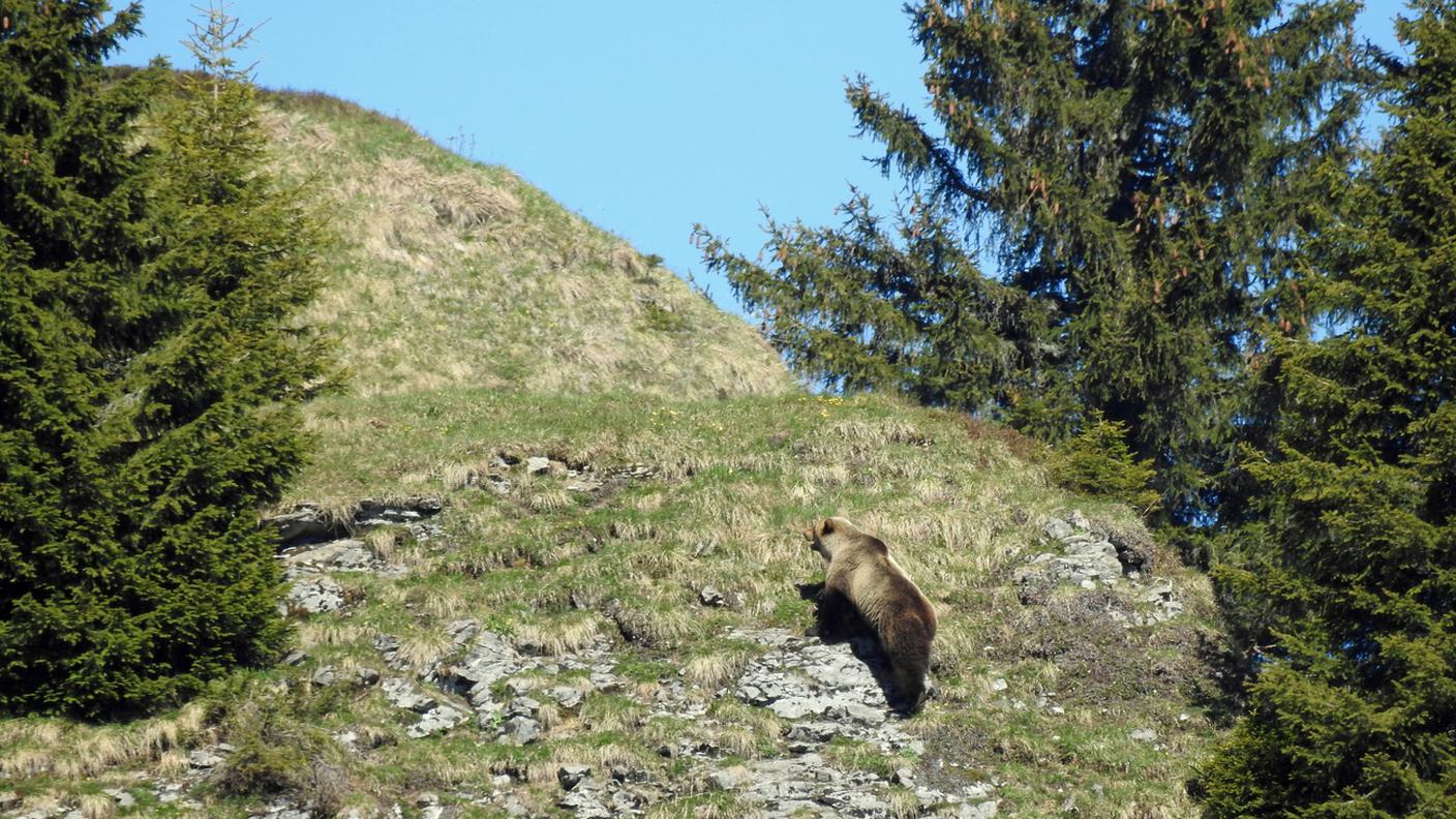 L'orso originario del Trentino fotografato a maggio in canton Berna