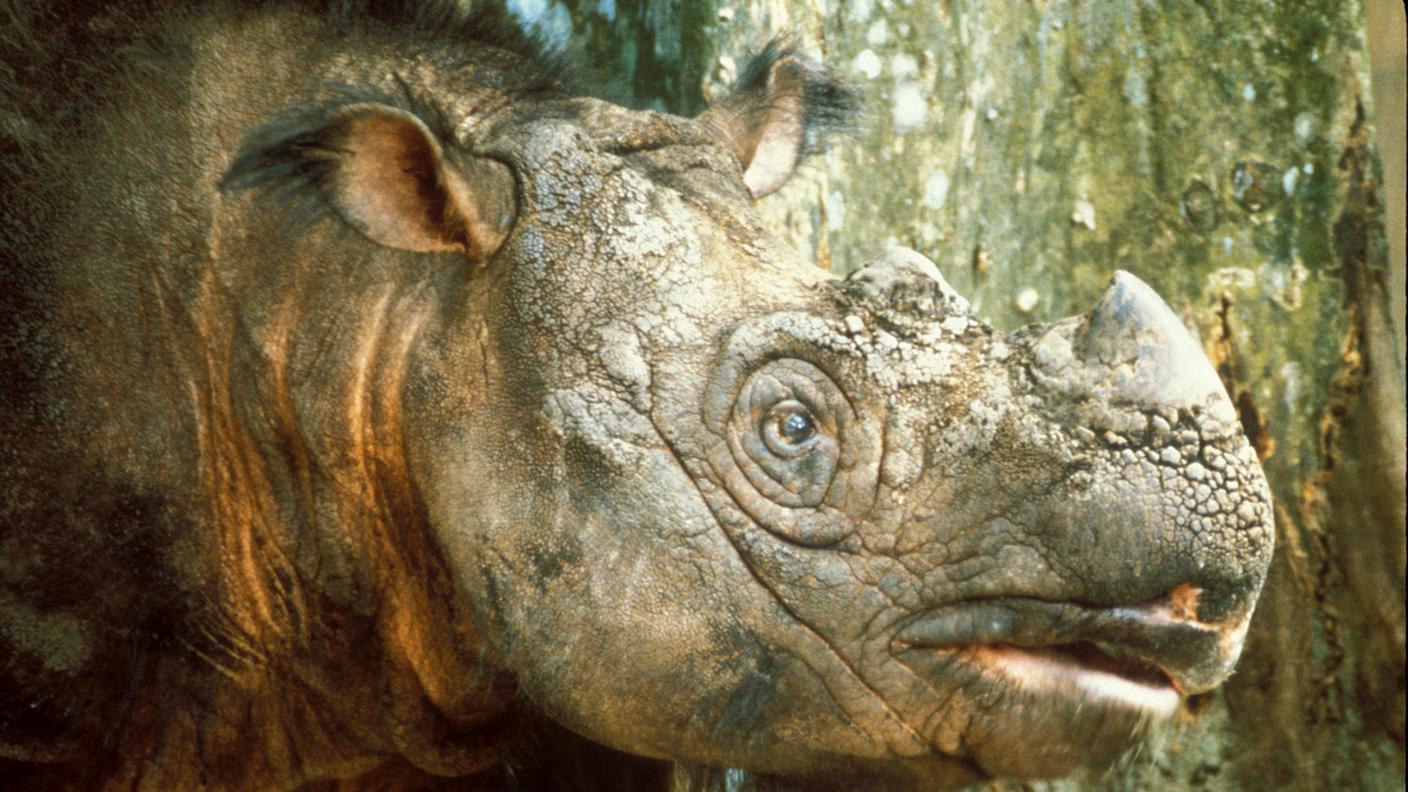 Un rinoceronte di Sumatra, specie sull'orlo dell'estinzione