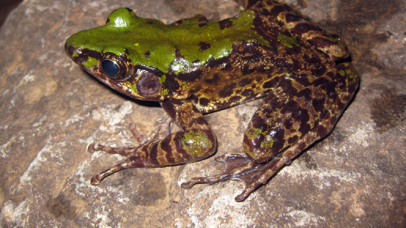 Odorrana mutschmanni