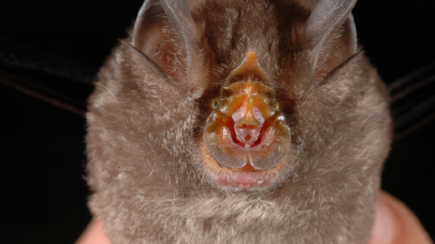 Rhinolophus monticolus