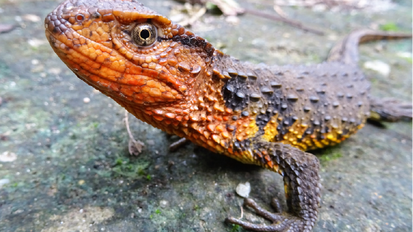 Shinisaurus crocodilus vietnamensis