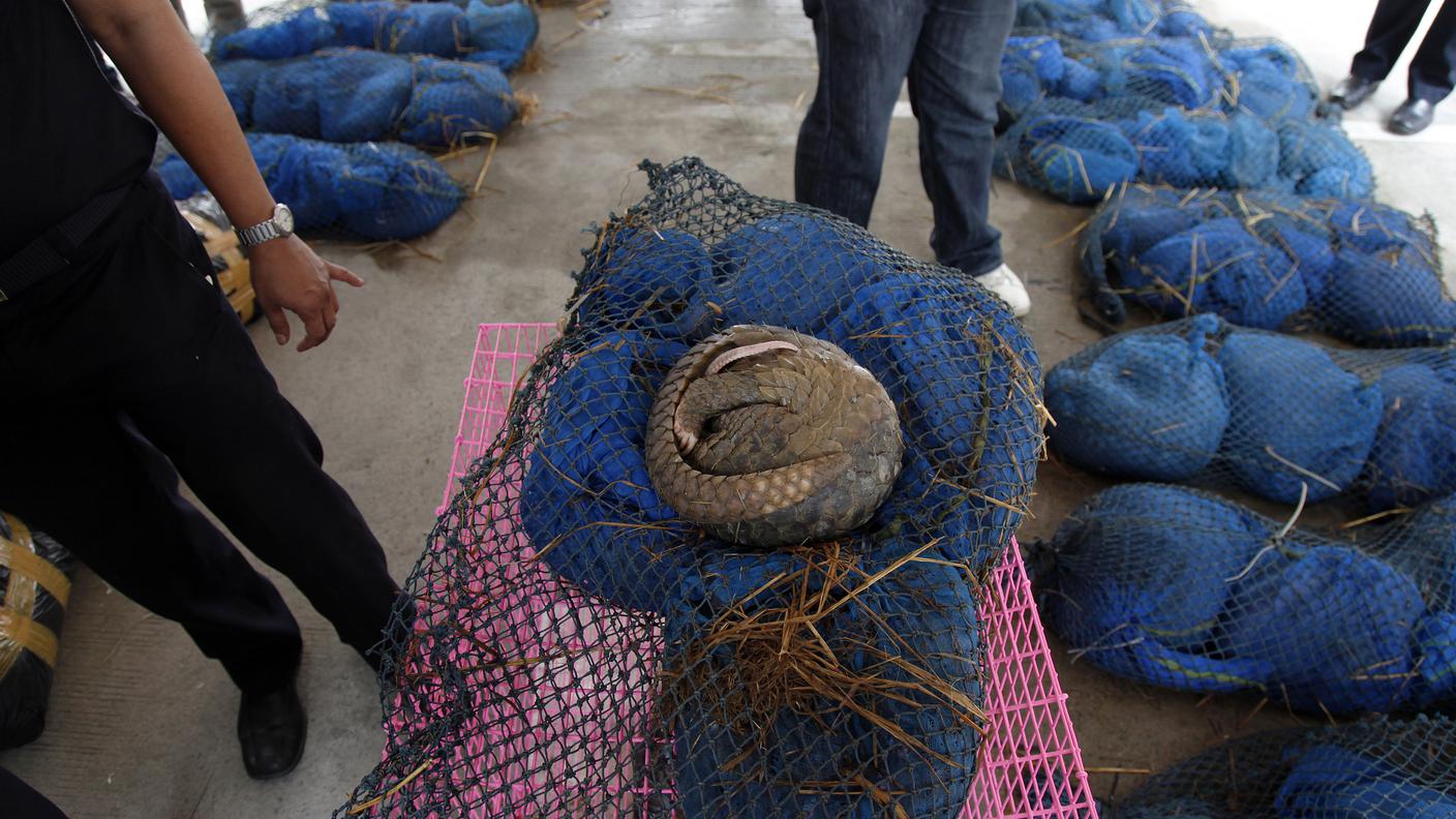 Commercio illegale di pangolini