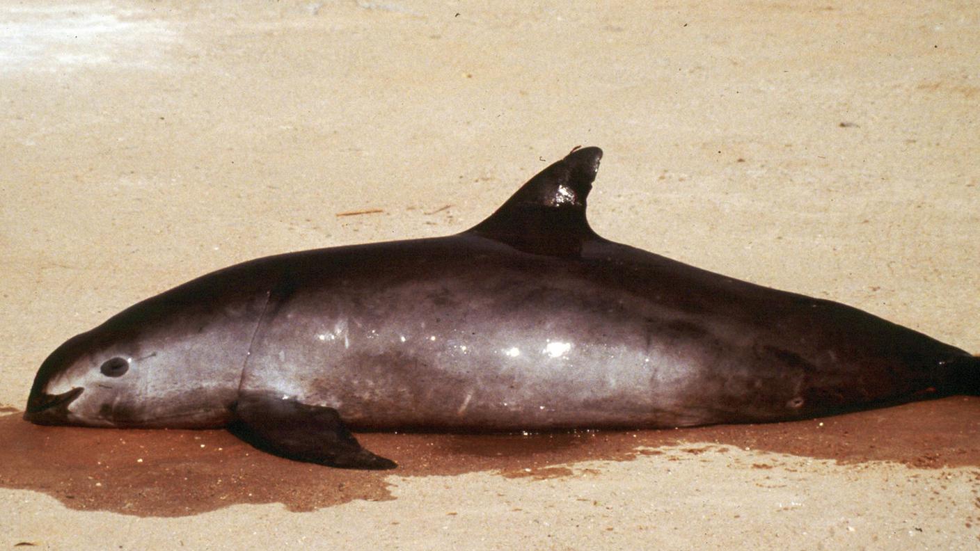 La Vaquita, il più piccolo cetaceo al mondo, vive nel Golfo di California; ne sono rimasti 30