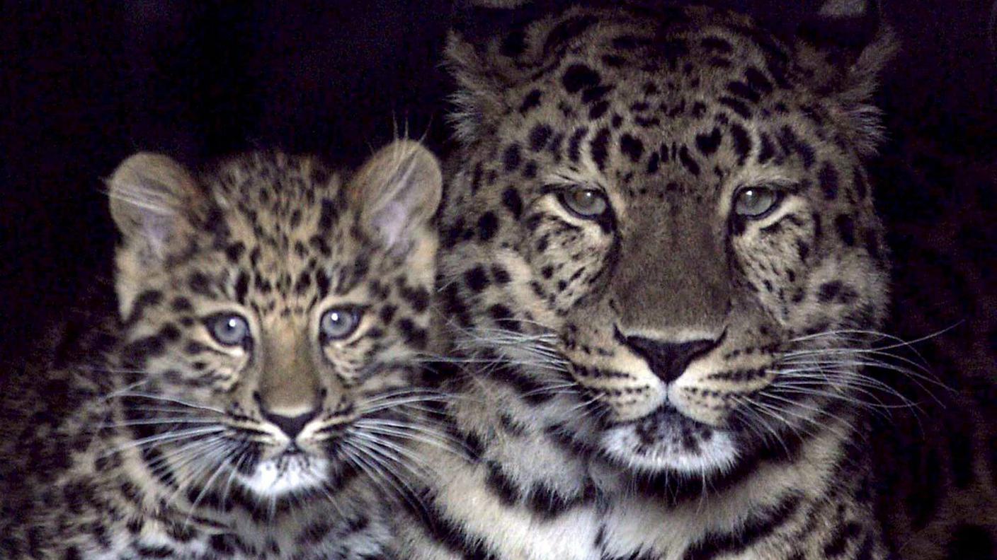 Il leopardo dell’Amur (noto anche come leopardo della Manciuria): ne sono rimasti meno di 70