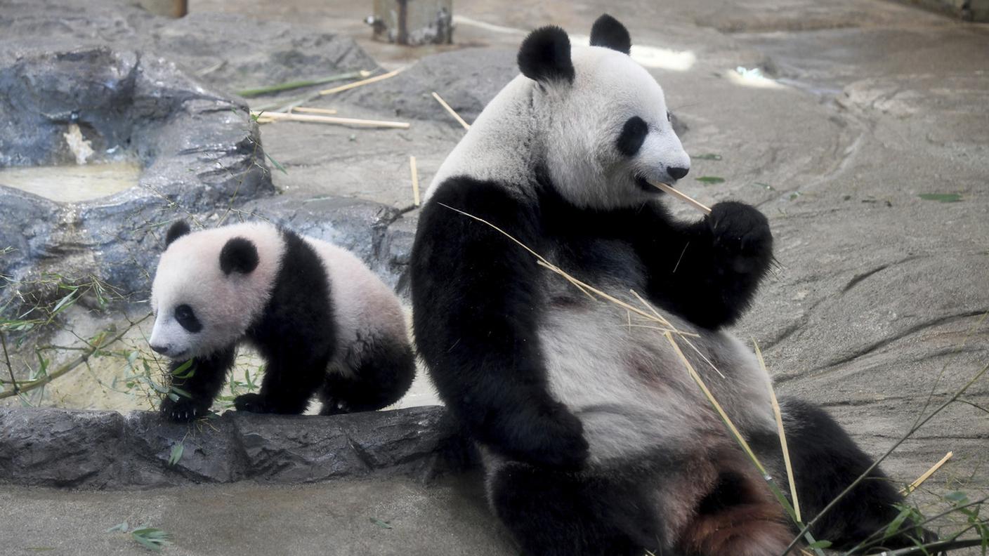 Il Panda, simbolo del WWF nel mondo