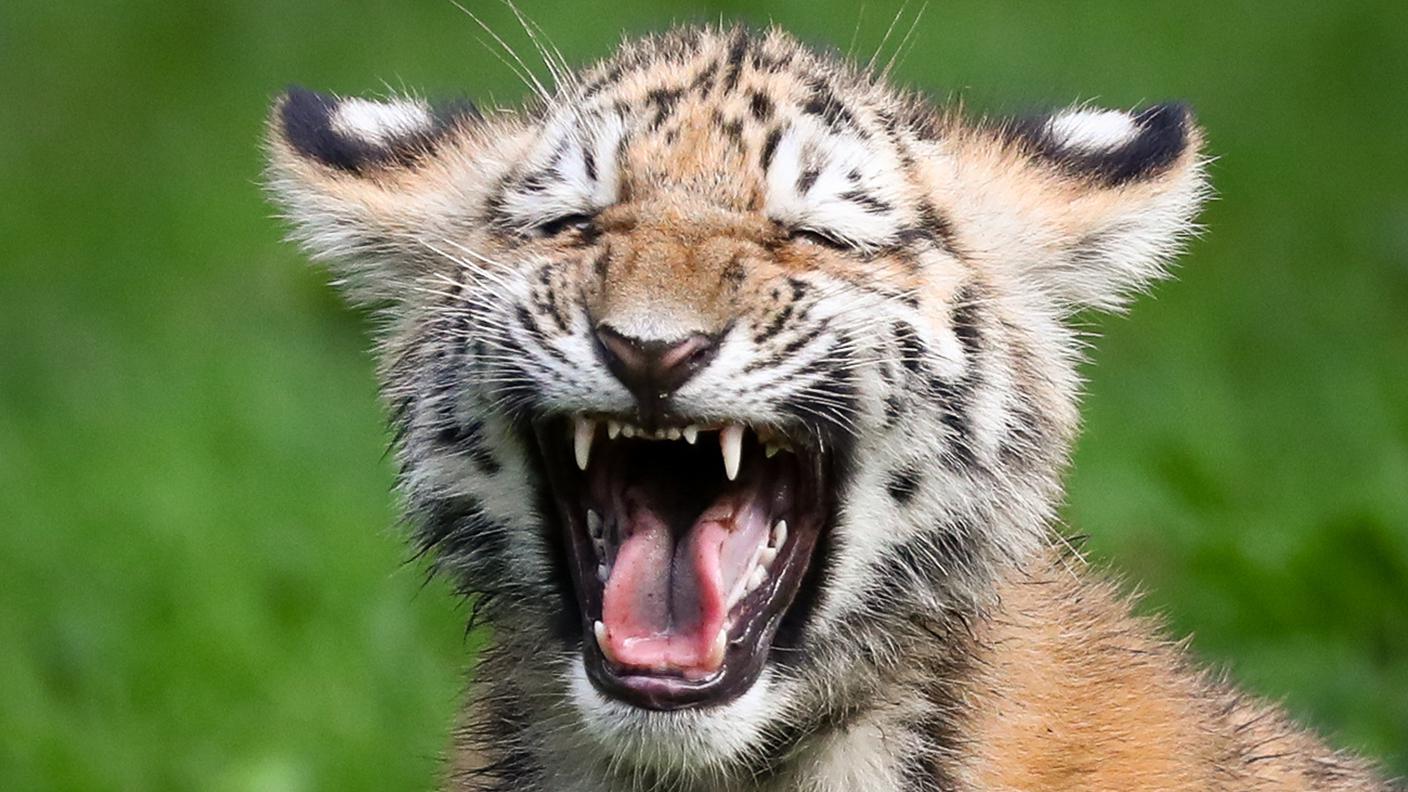 Un cucciolo di tigre: ne sono rimasti meno di 2'000 esemplari al mondo