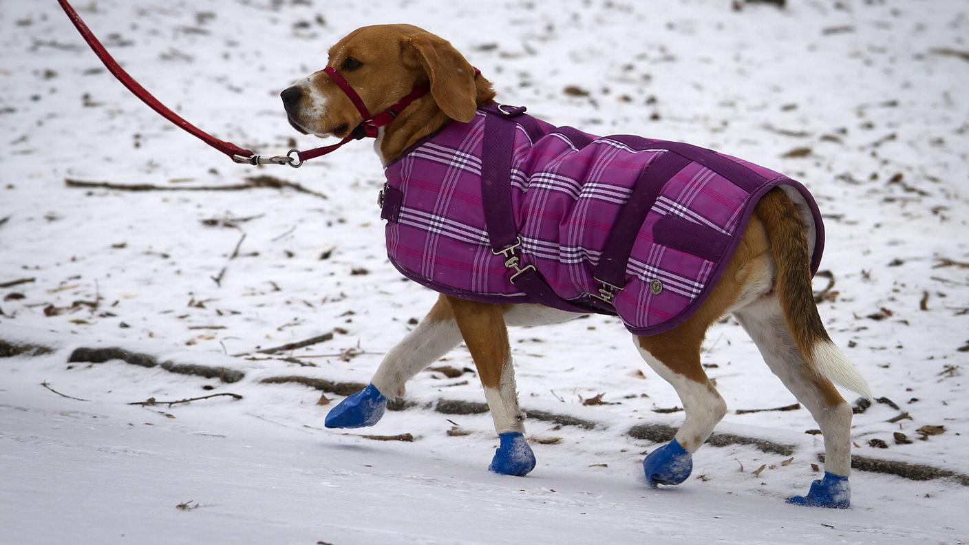 Gli stivaletti evitano gravi danni ai cuscinetti delle zampe e il cane ringrazia