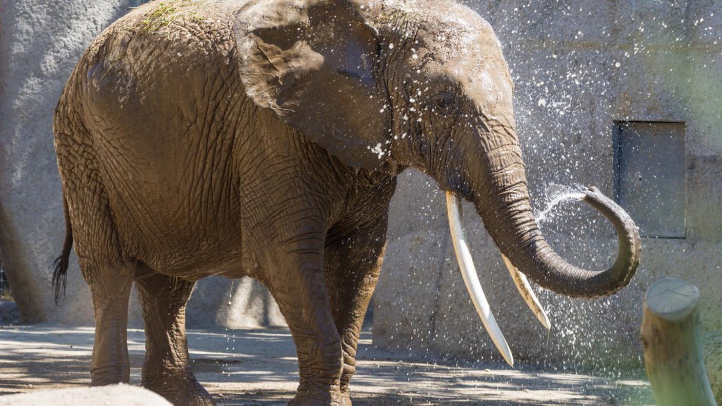 Malayka era ospite dello zoo da 33 anni