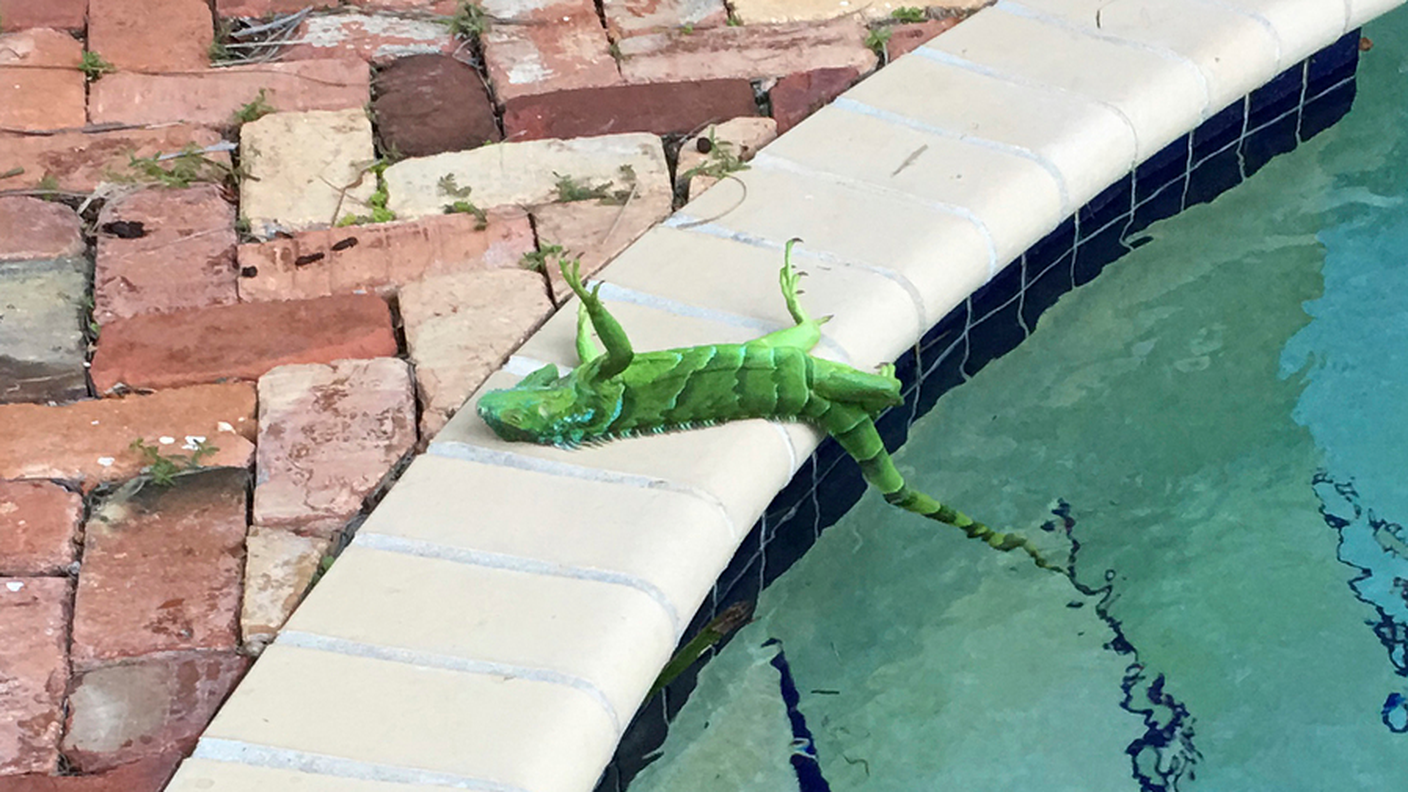 Iguane congelate