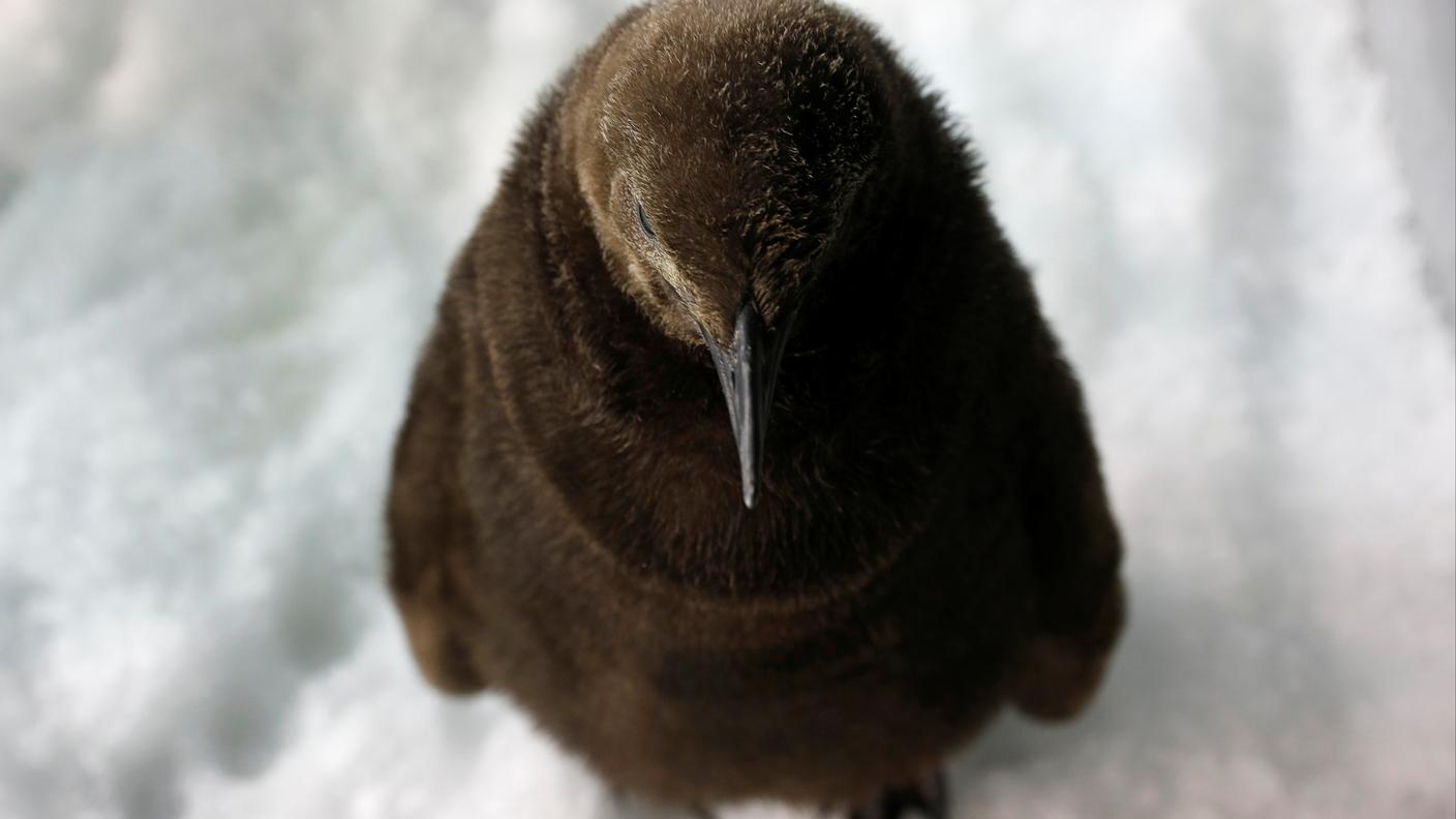 Pensieroso sul futuro della sua specie