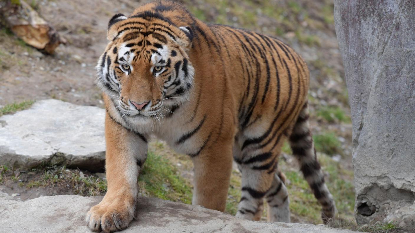 Sayan, la nuova tigre siberiana dello zoo di Zurigo