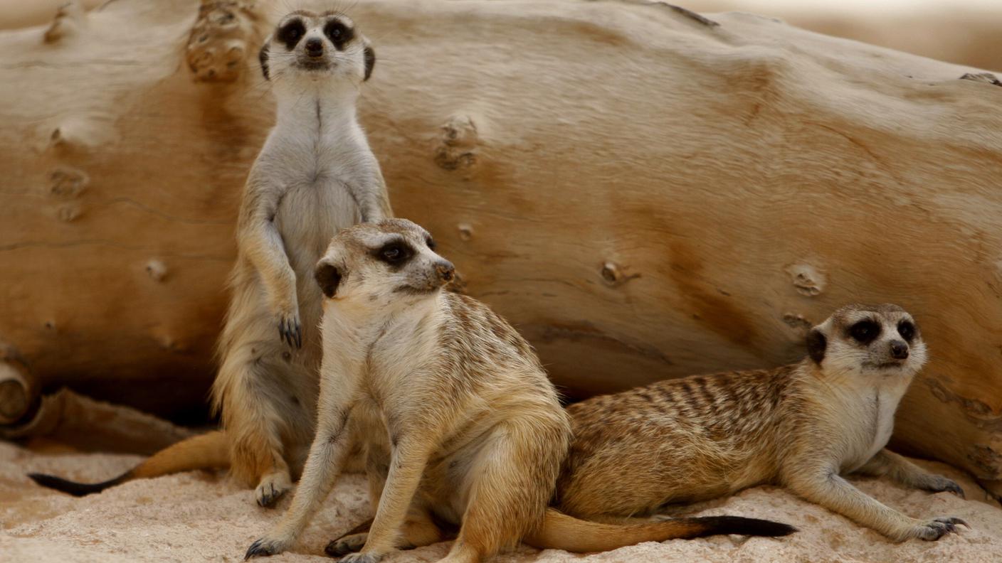 I suricati arrivati al parco lombardo sono di solito animali socievoli e simpatici