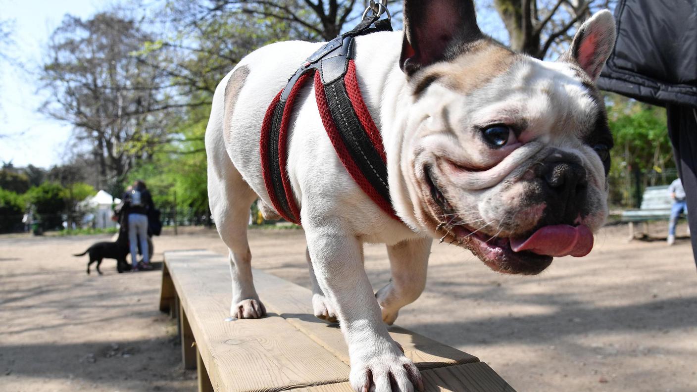 È aperta dal 7 aprile la palestra per cani in centro a Milano