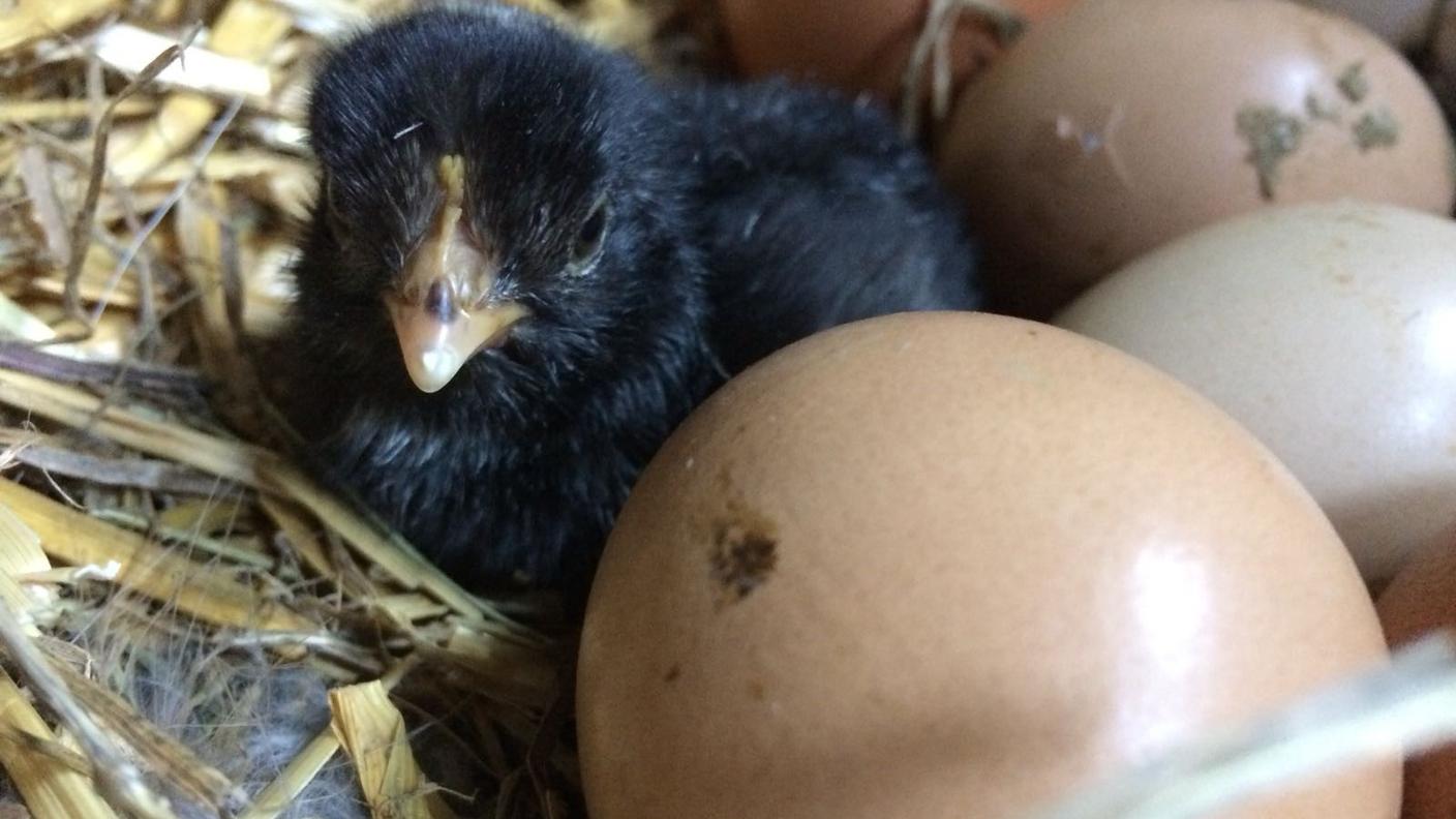 La foto vincitrice della puntata della "Casa degli animali" di sabato 21 aprile