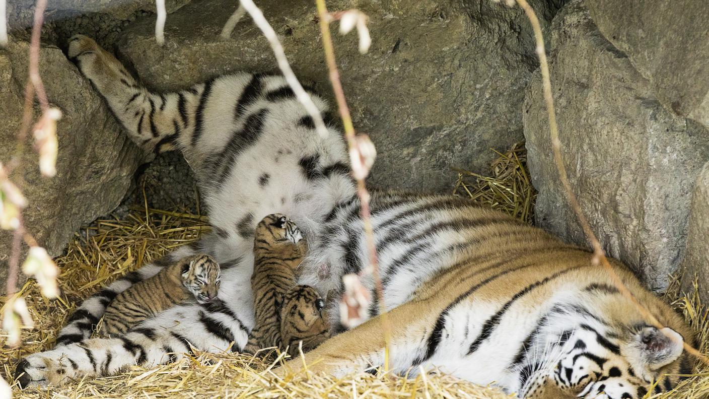 Mamma Julinka con i suoi piccoli