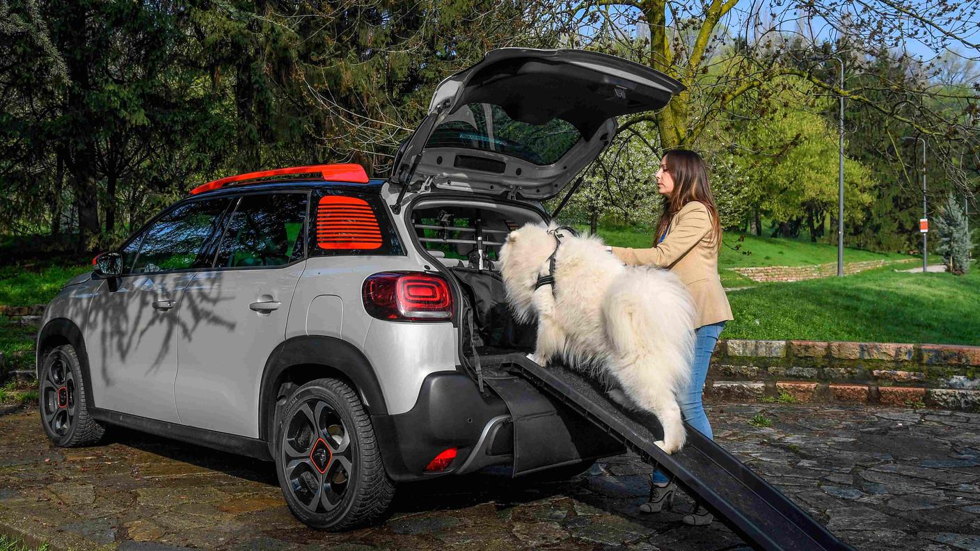 La pedana pieghevole per consentire al cane di salire comodamente in auto