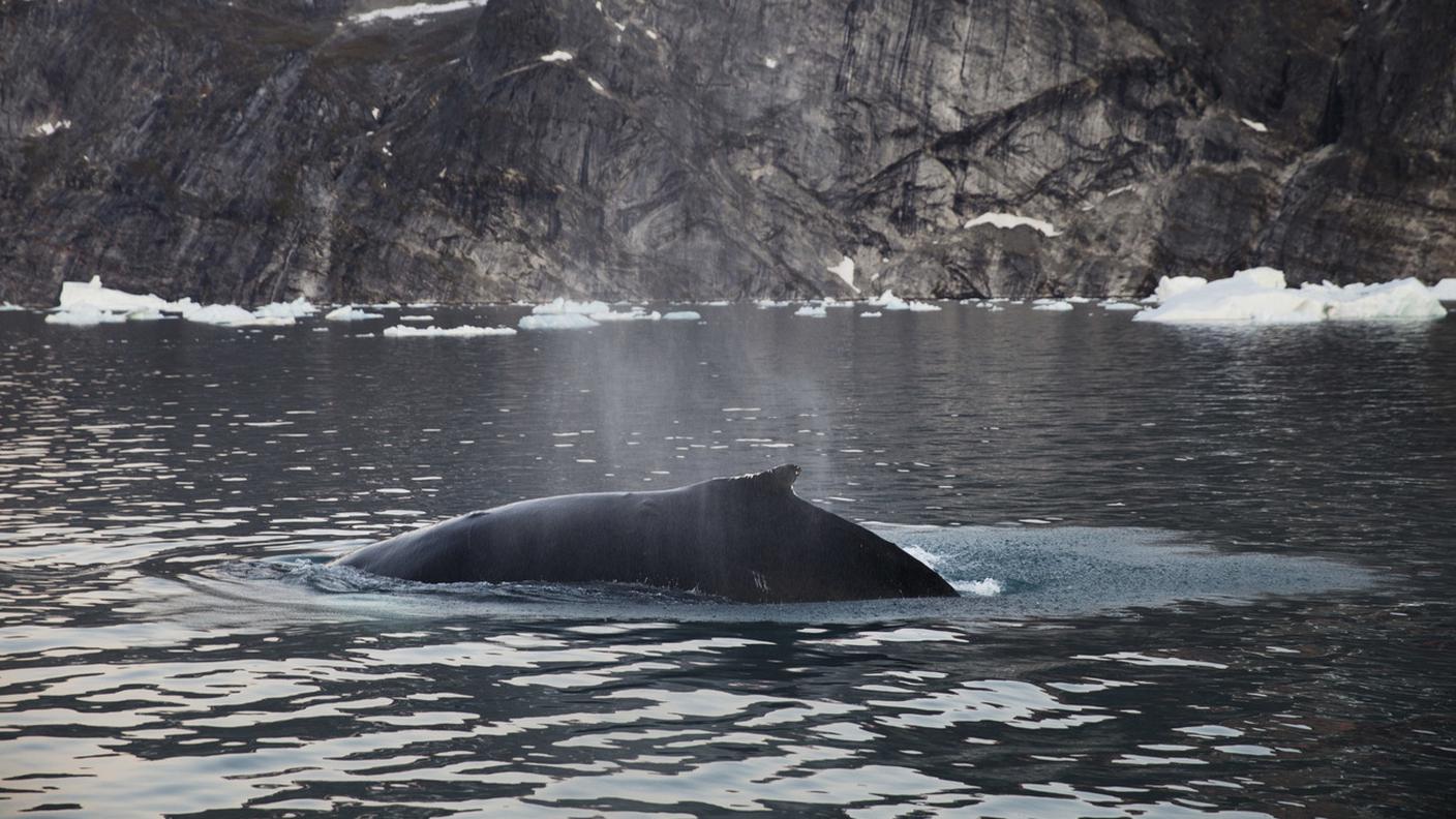 La plastica ha ucciso un'altra balena