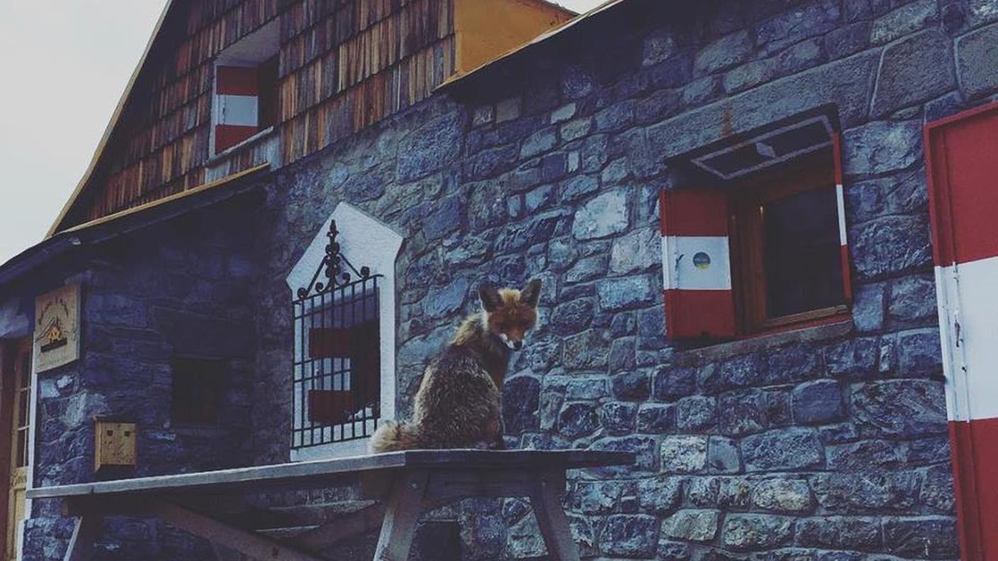 La struttura in Val Zebrù ha una mascotte polivalente e sempre disponibile