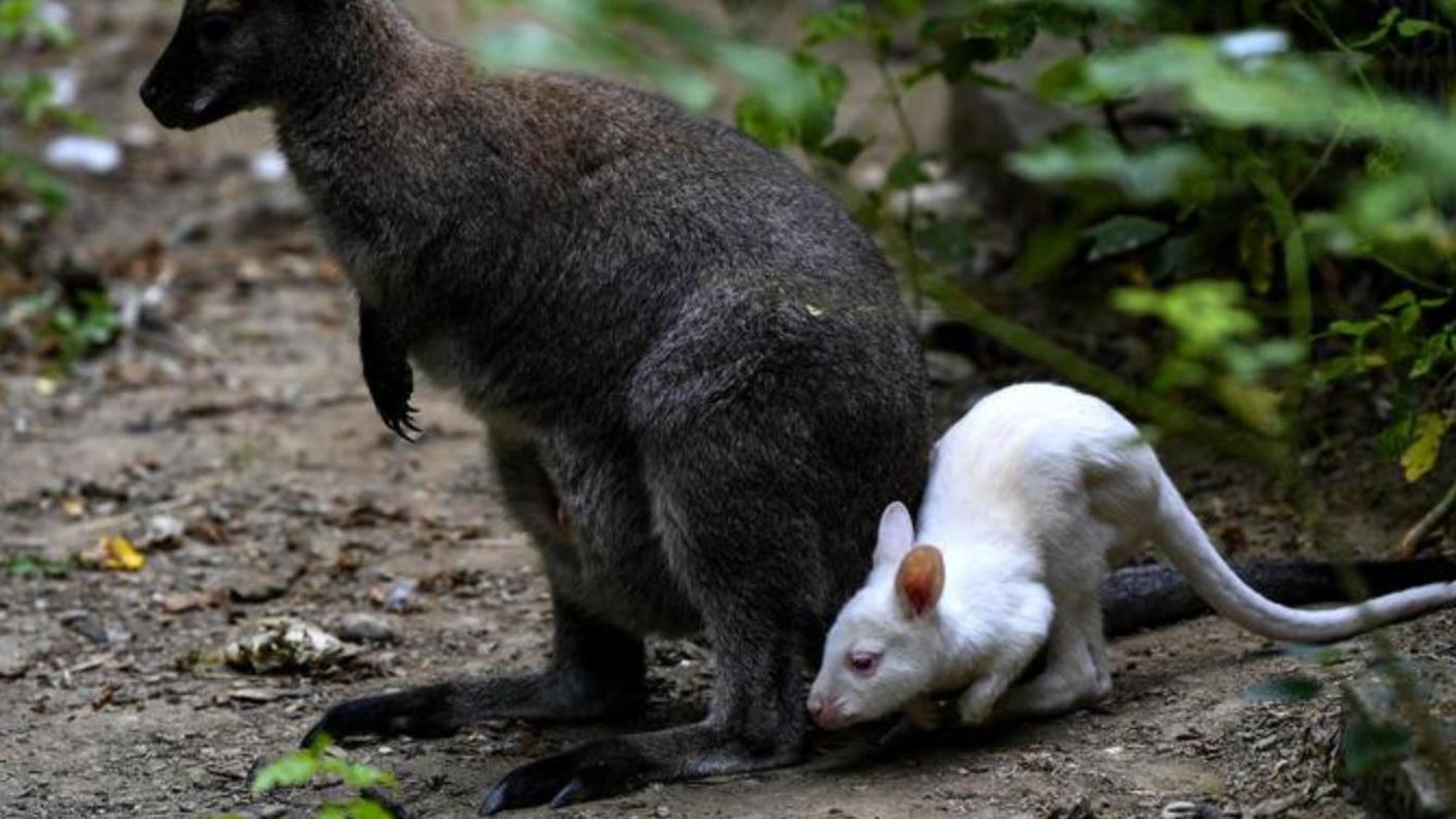 Un colore inaspettato per il cucciolo