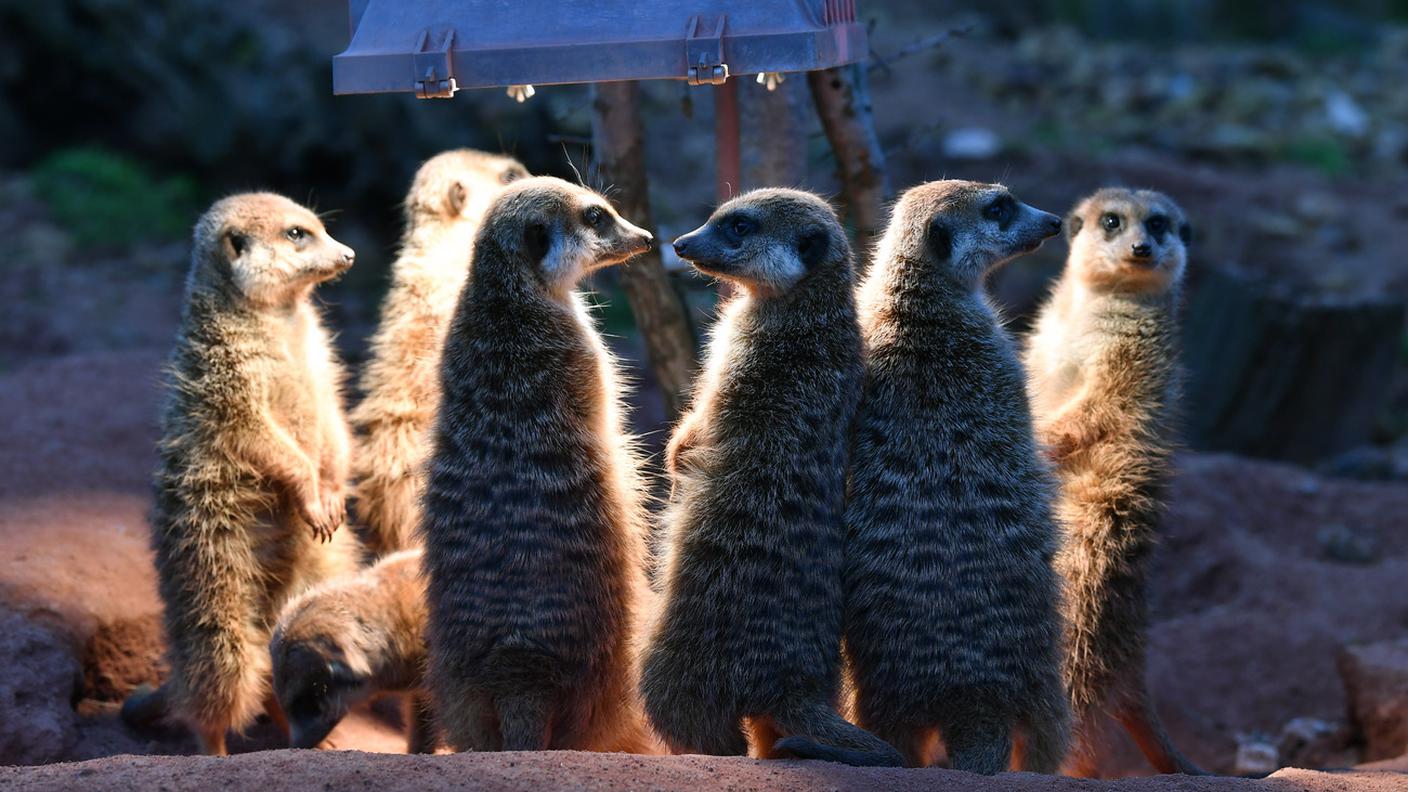 Un gruppo di suricati