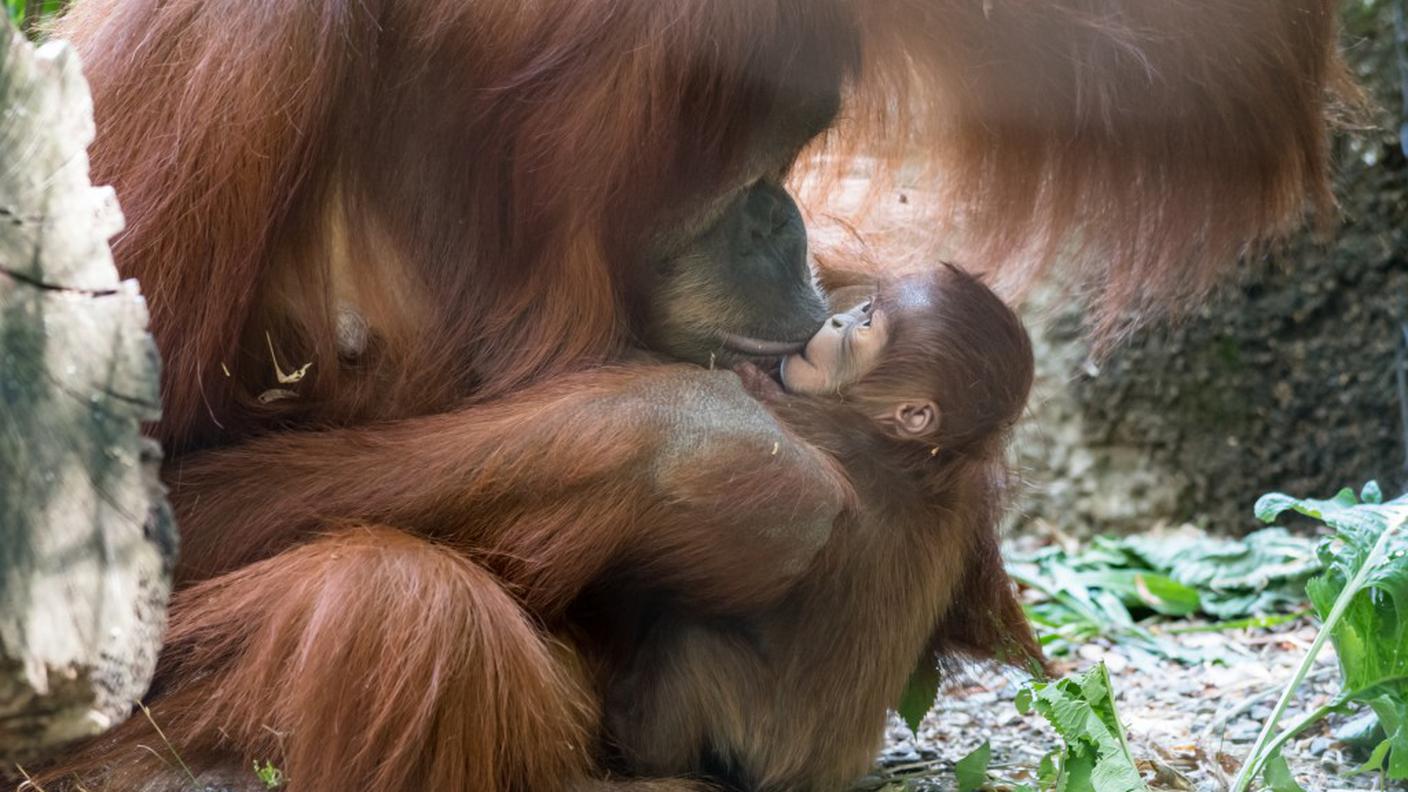 orang_utan_maia_mit_padma_ZO58660.jpg