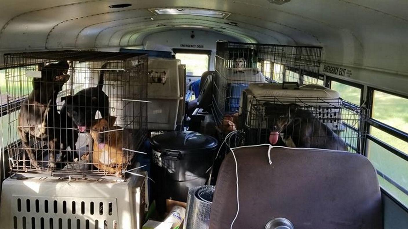 Una parte dei passeggeri a bordo dello scuolabus degli animali di Tony Alsup
