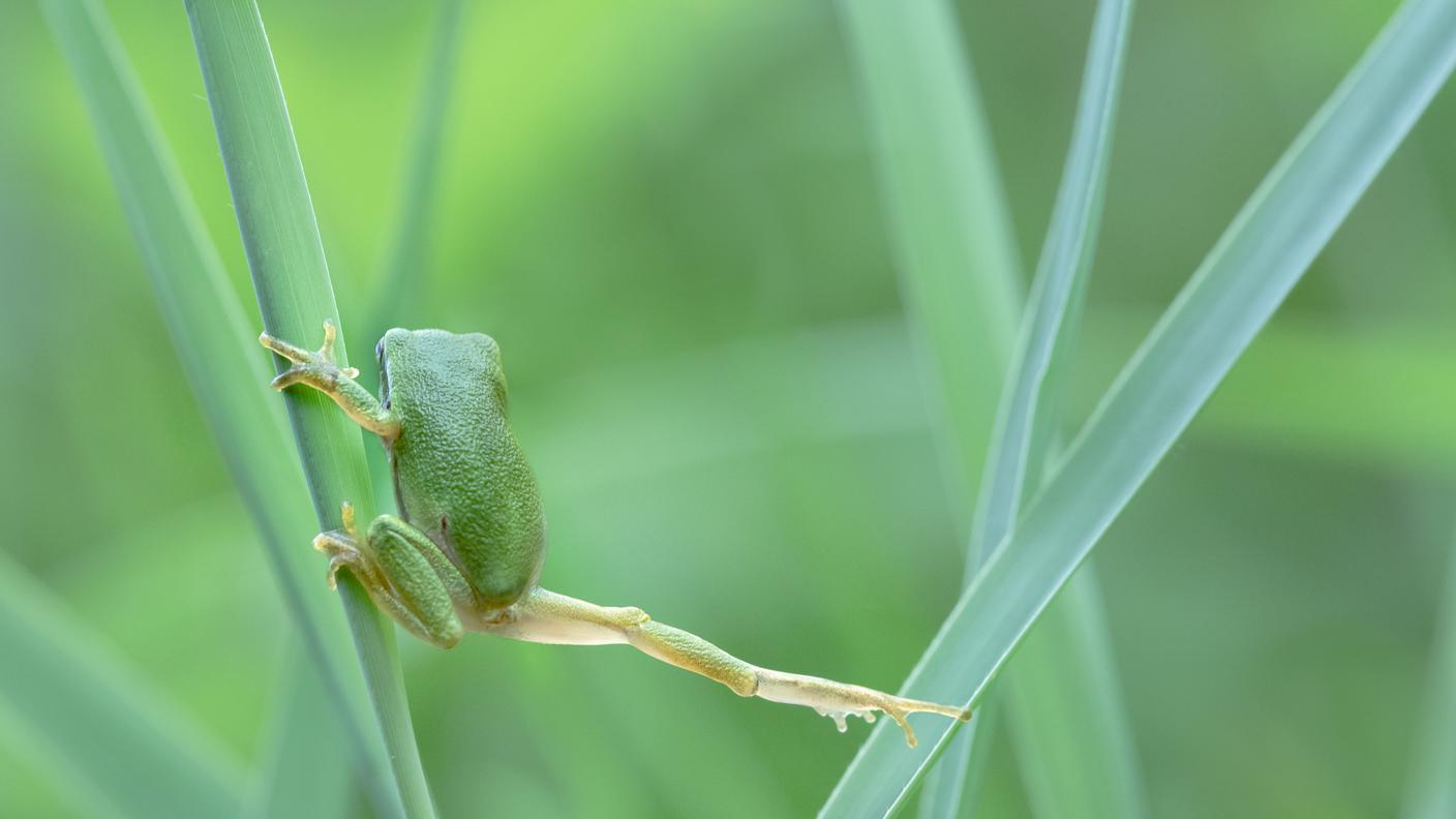 Primo premio nella categoria "piccola fauna indigena e migrazione"