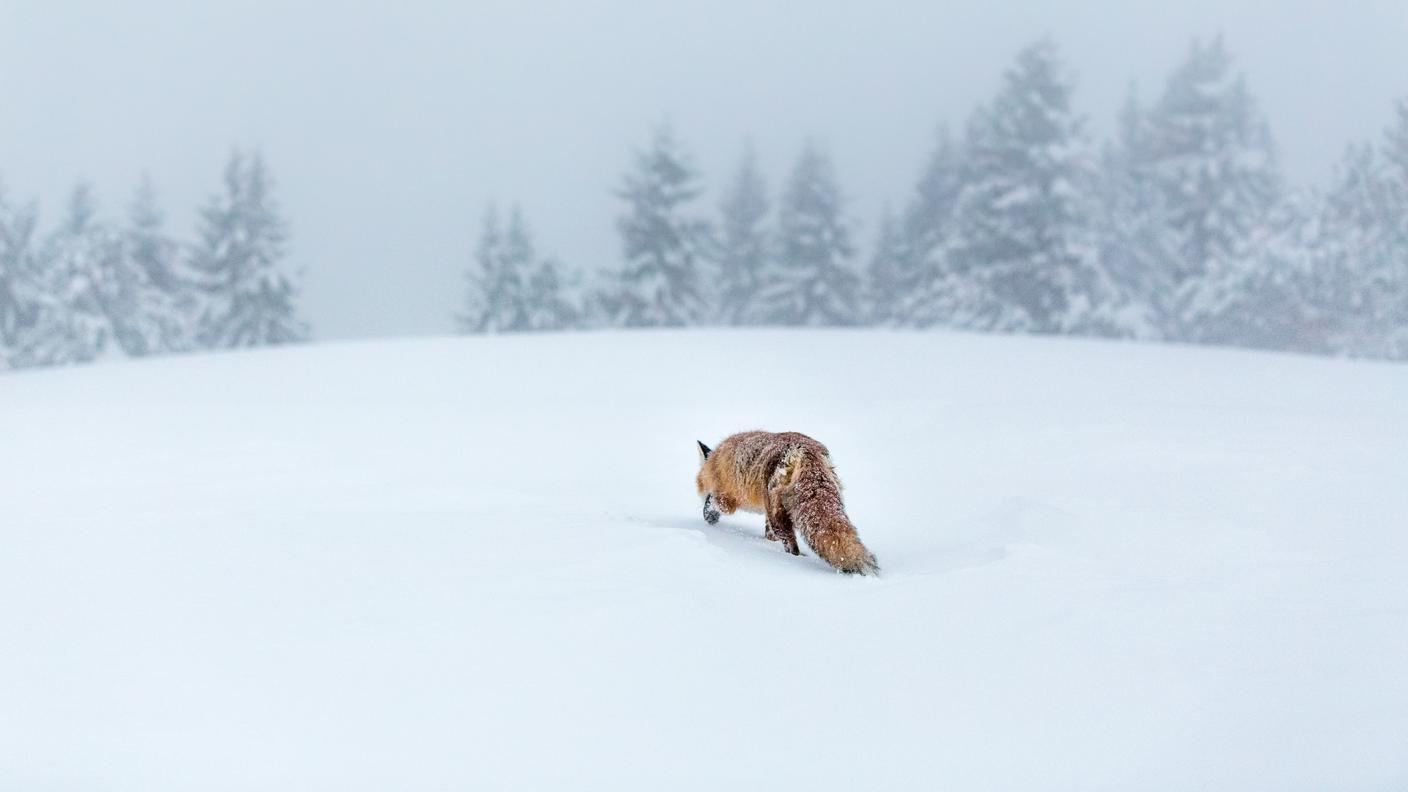 Terzo posto nella categoria "grande fauna indigena e migrazione"