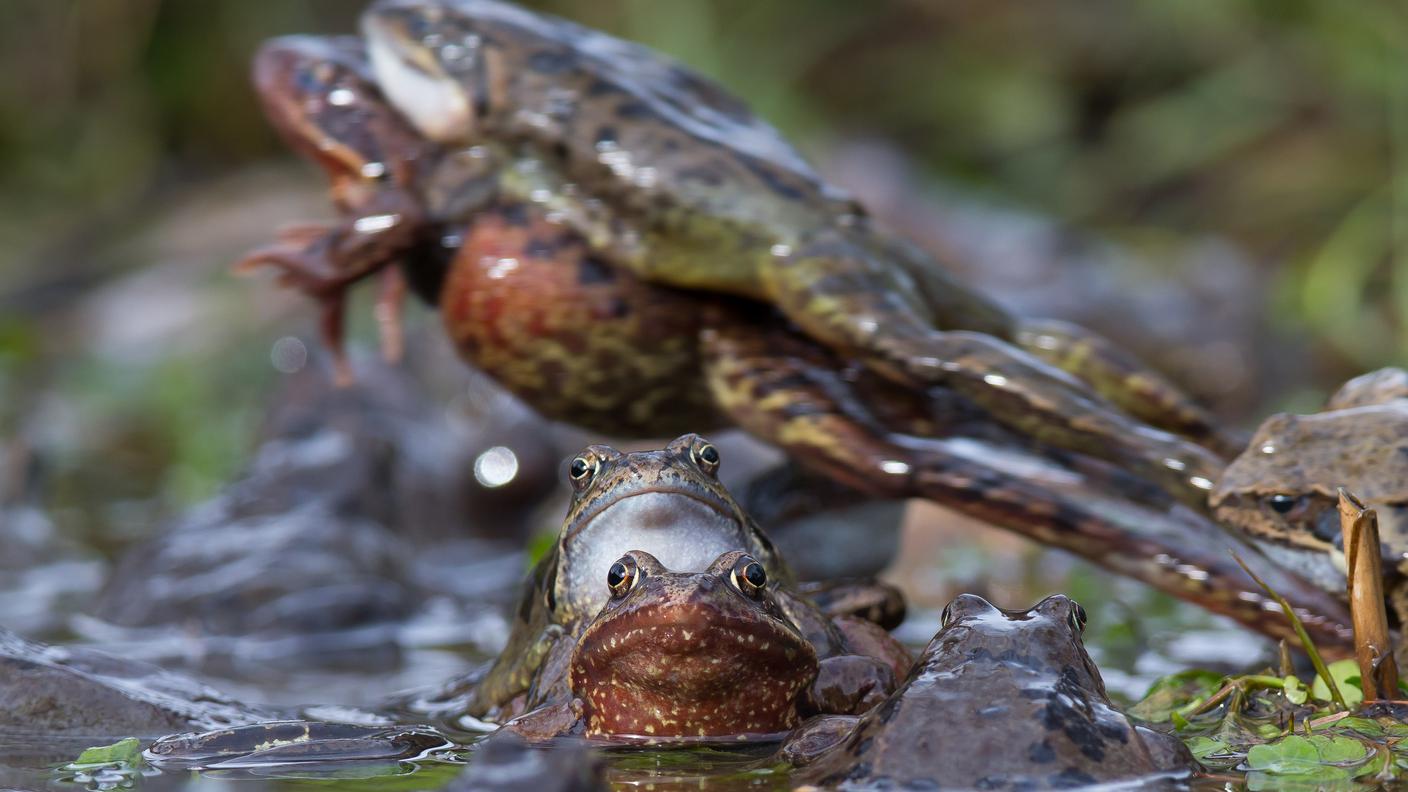 Terzo posto nella categoria "piccola fauna indigena e migrazione"