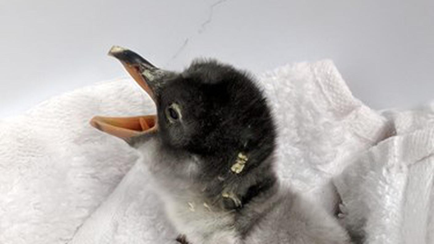 Il neonato pinguino al Sea Life di Sydney