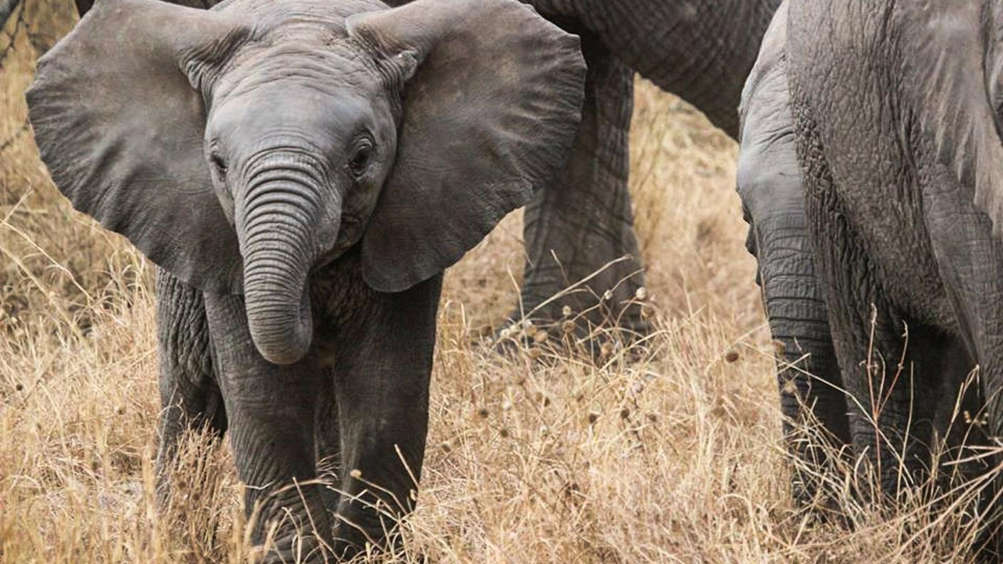 Il fenomeno è stato osservato anche in altre parti dell'Africa