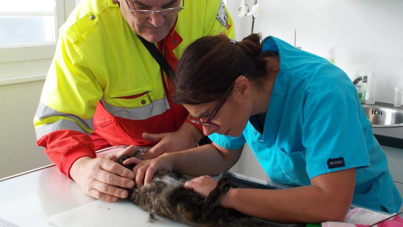 L'animale, dopo le prime cure, si trova ora al parco dei gatti di Bellinzona