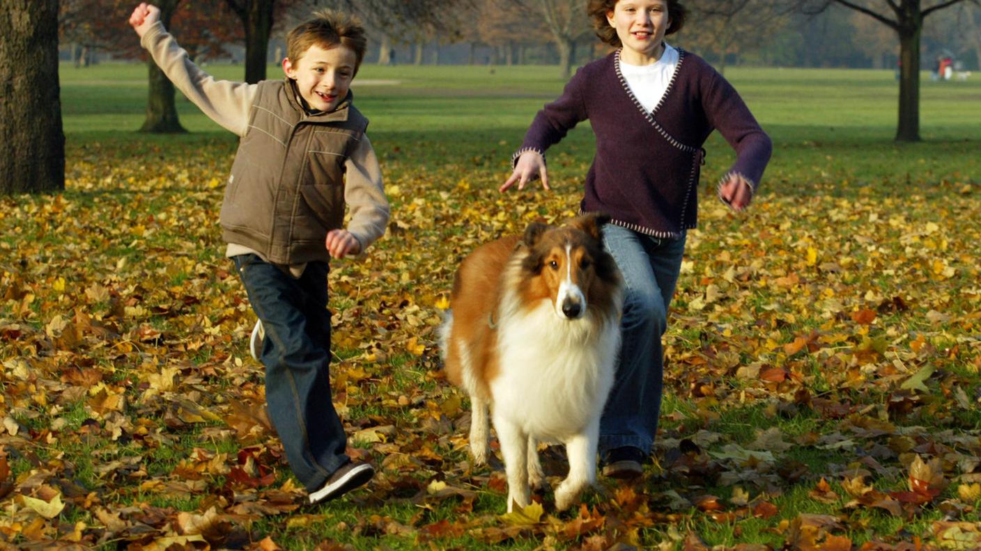 Il cane che interpretò Lassie nel 2005