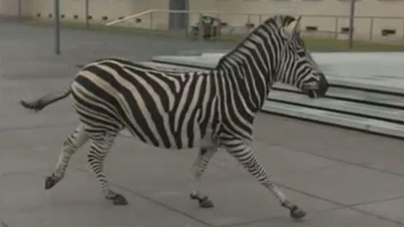 Una delle zebre fuggite dallo zoo di Dresda