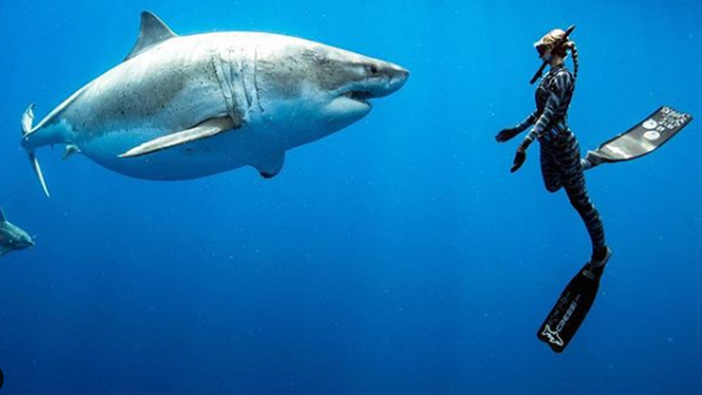 Ocean Ramsey di fronte a un esemplare di squalo bianco, tra i più grandi mai registrati
