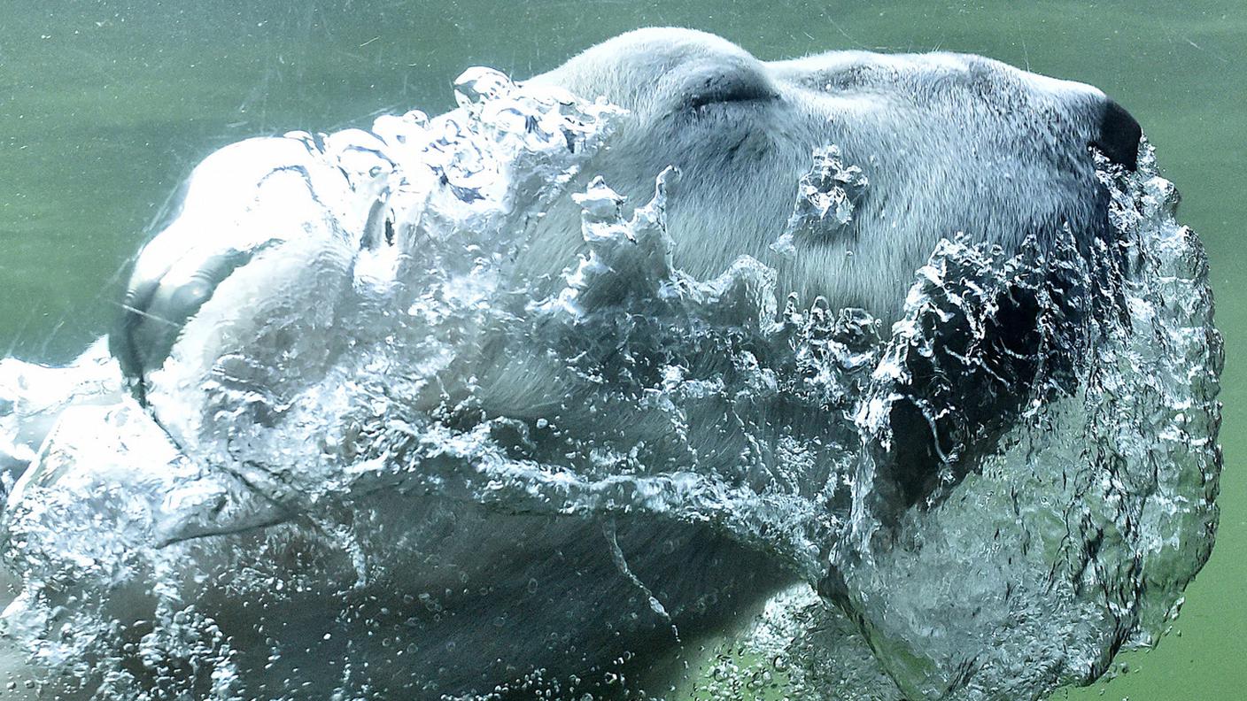 Un orso polare in un'immagine scattata allo zoo di Gelsenkirchen