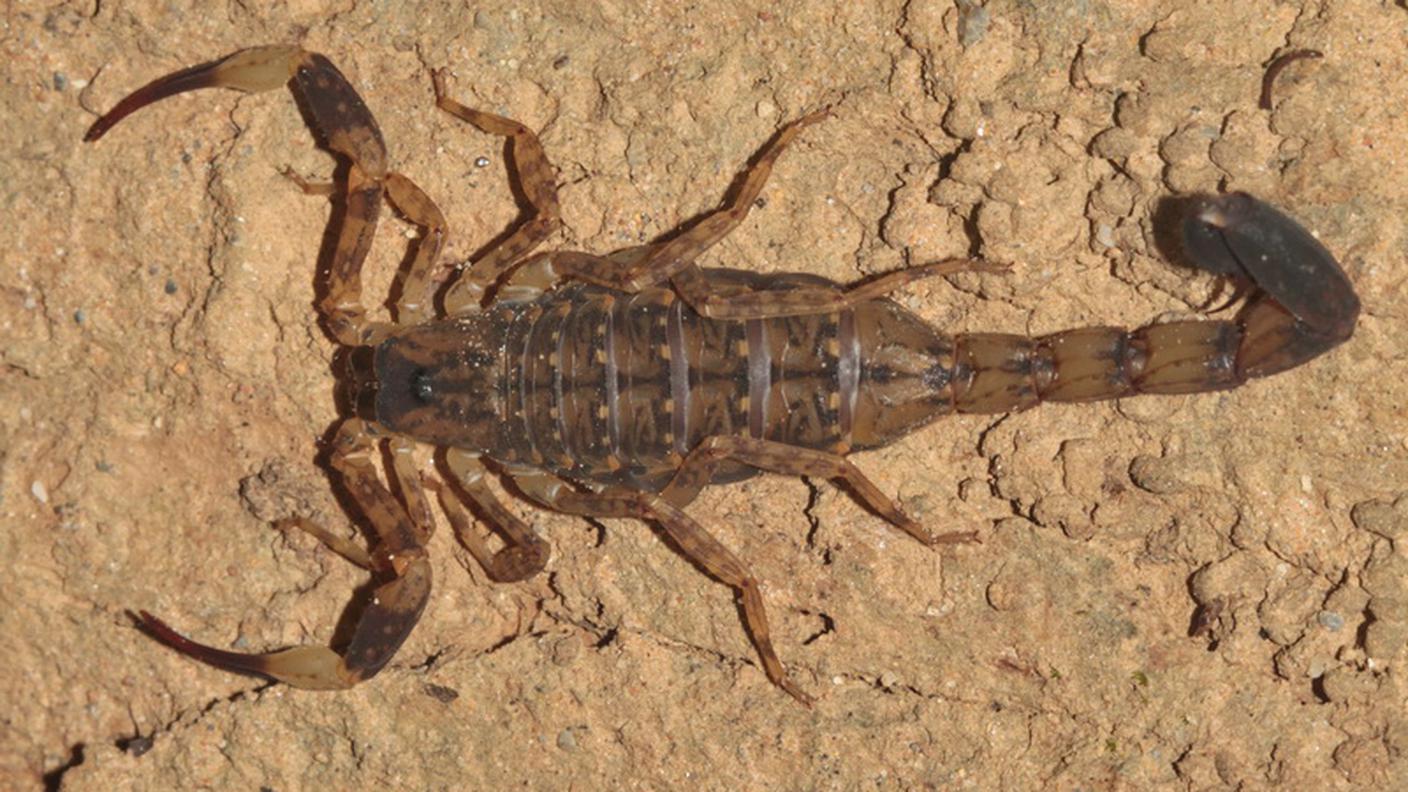 Un "Lychas mucronatus"