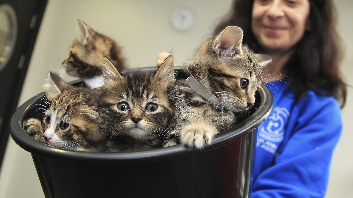 In diversi Stati europei il 17 febbraio è la giornata dedicata ai gatti