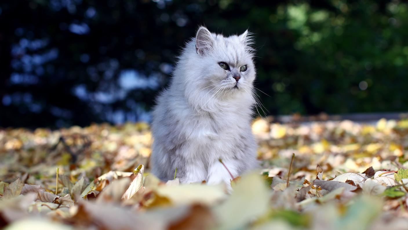 Indipendente e discreto, il gatto ha i suoi sistemi per dimostrare affetto agli umani