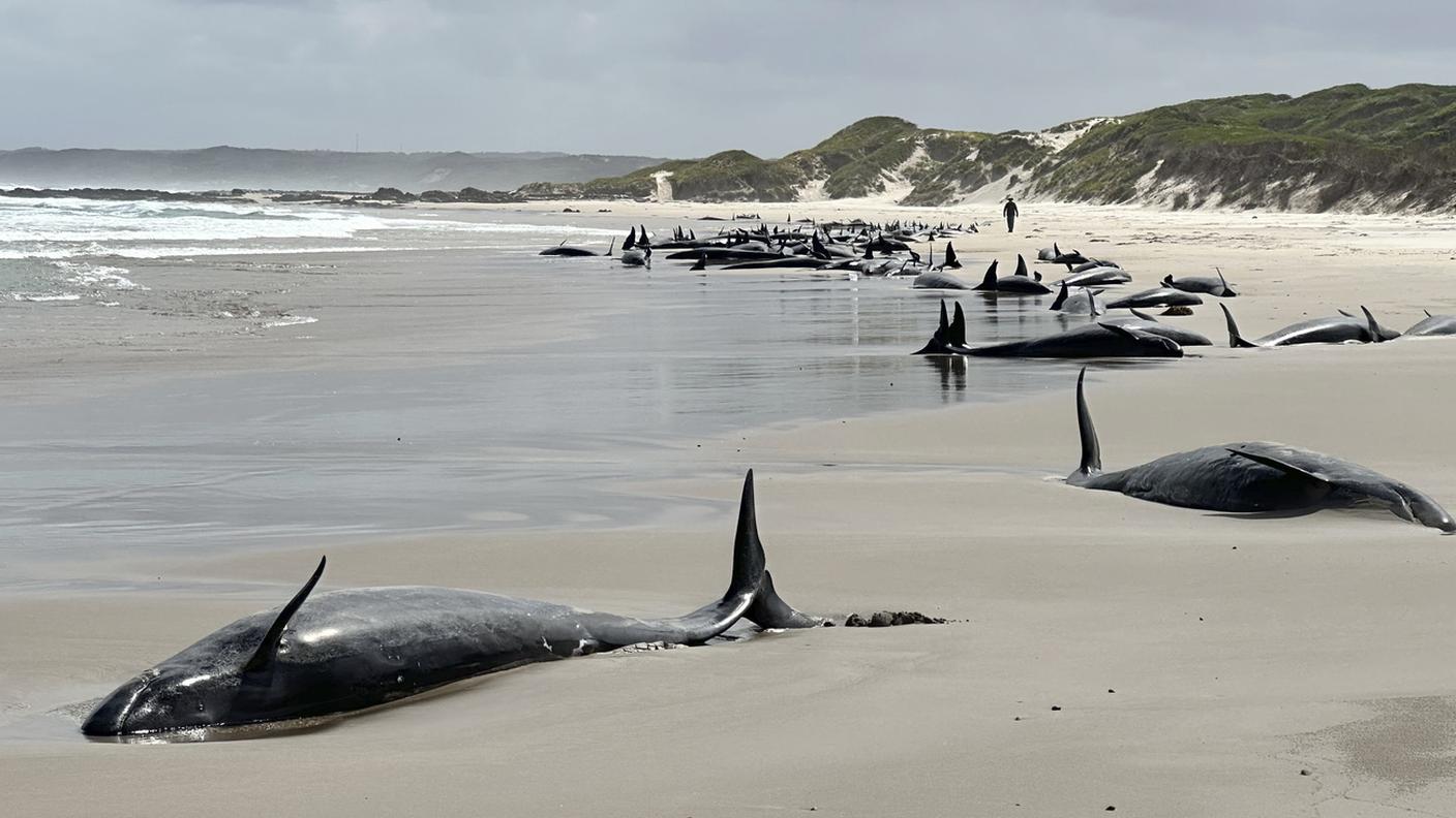 I cetacei arenatisi su una spiaggia della Tasmania nel giro di 48 ore