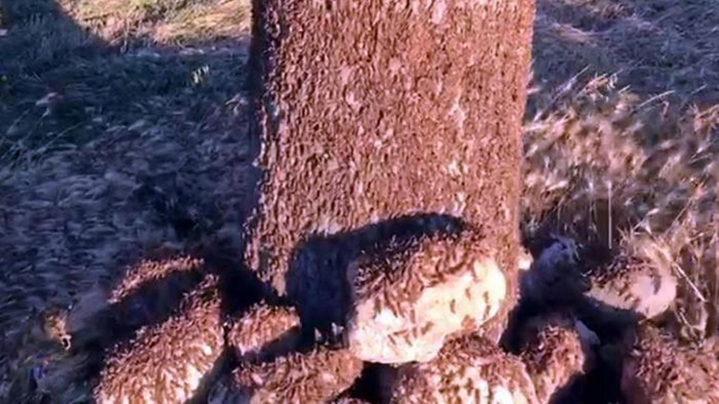 Una pianta invasa dalle cavallette in un campo della provincia di Nuoro