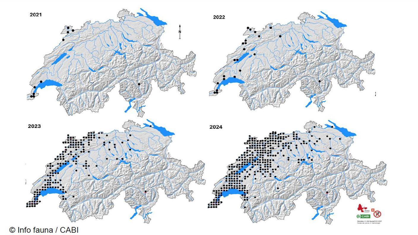 Grafica diffusione vespa velutina 