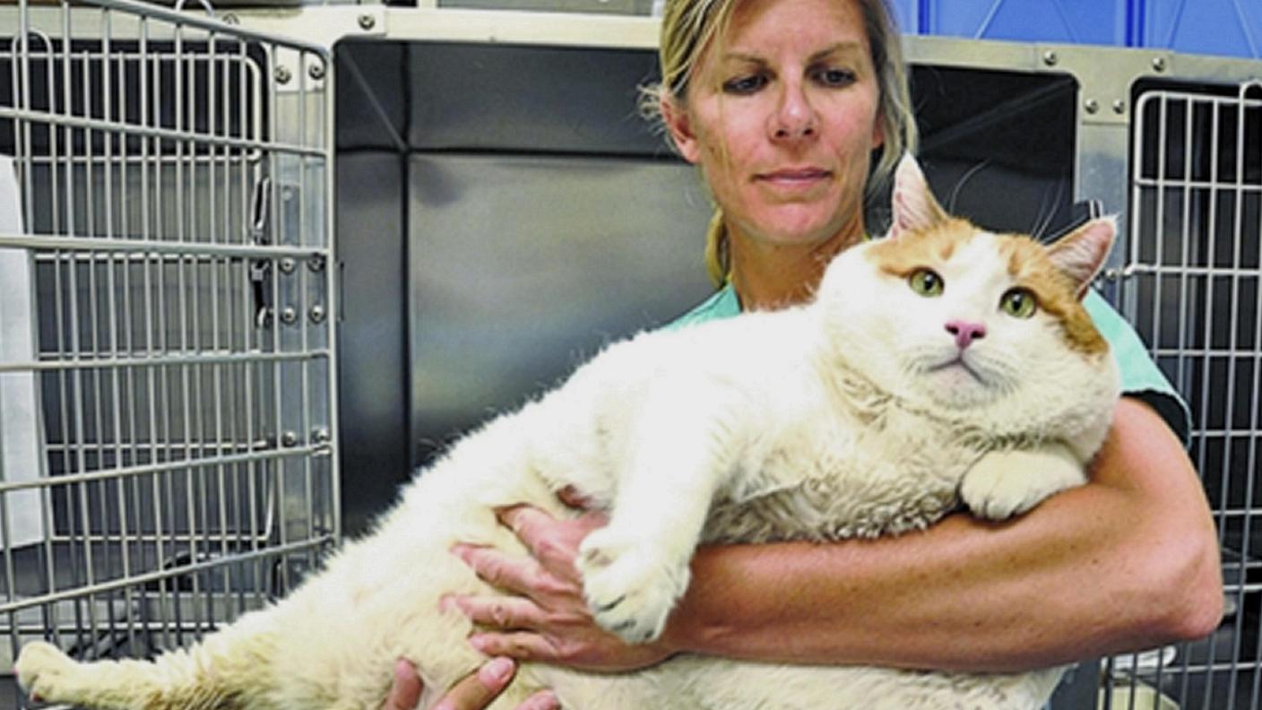 L'obesità negli animali domestici si sta espandendo in maniera allarmante