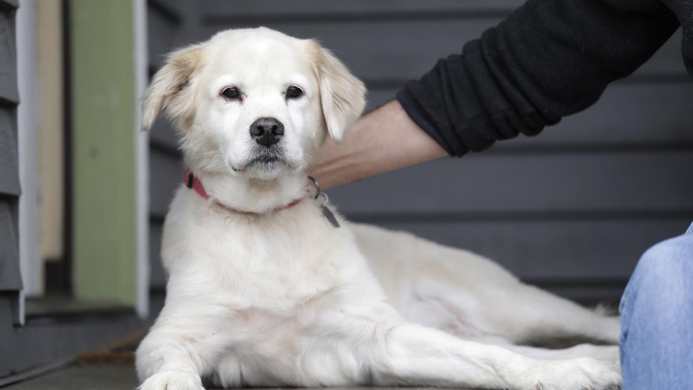 Il cane ti capisce